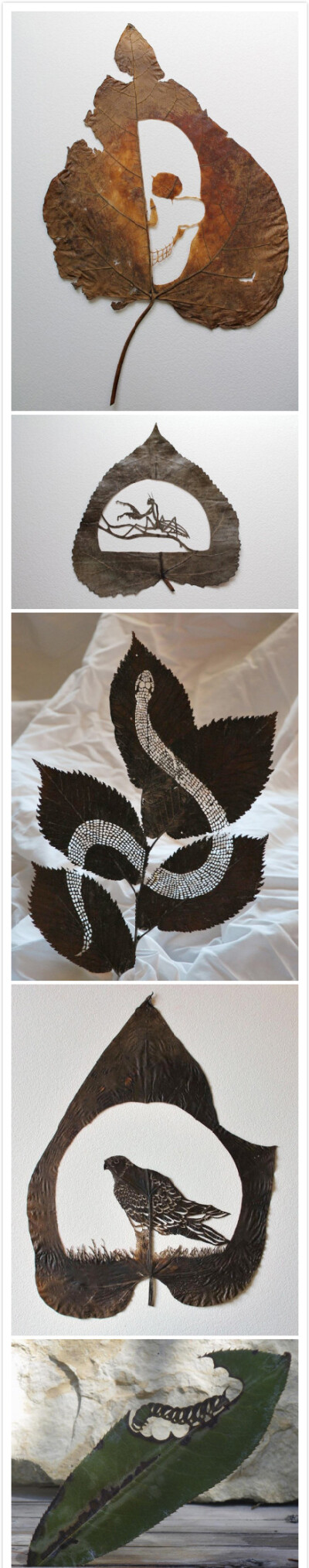 树叶雕刻的艺术~这世界上的达人真的是数不胜数，或许你也有着这样那样的本领，只是还没有被发现而已