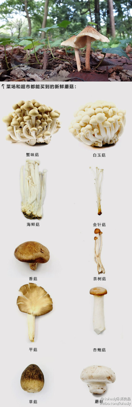「秋日菌话——莫要菇负好时光」蘑菇是我们餐桌上很普通的食物，但品种异常庞杂，约有1/3都生在在森林中的地下，松树下会可能会找到松茸、松露、牛肝菌，枞树下能找到枞蘑，形形色色种类繁多。在专题中，你可以一一认识20多种食用蘑菇，还有四道简单美味的蘑菇料理喔：http://t.cn/aFbFMN