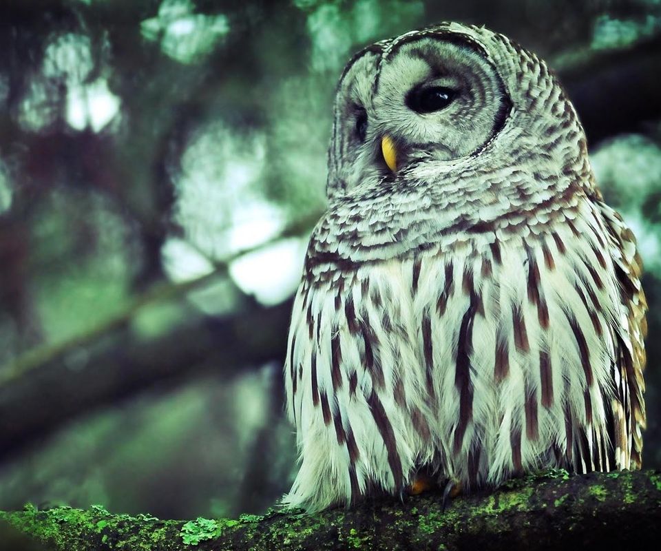 除了北极地区以外,世界各地都可以见到猫头鹰的踪影.