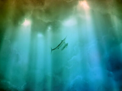 情不知所起，一往而深。---《牡丹亭》，汤显祖