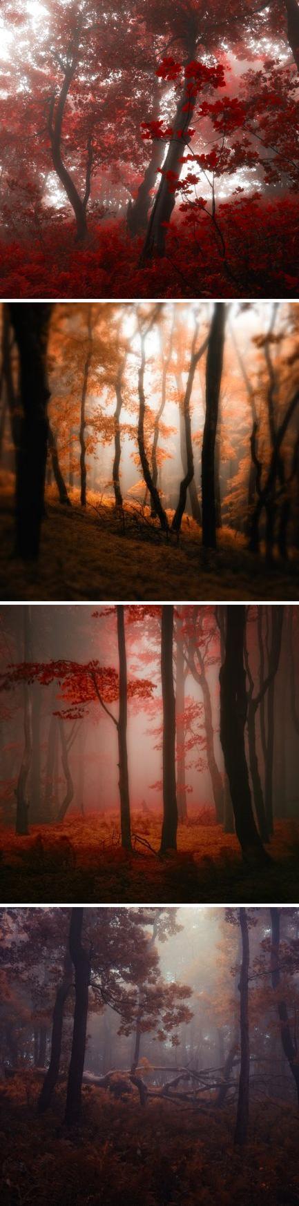 迷雾森林的清晨，早安！丨摄影：Janek Sedlar