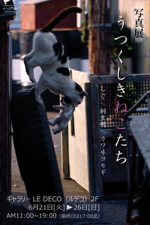 一張关於流浪猫写真展的海報 , 很有感覚