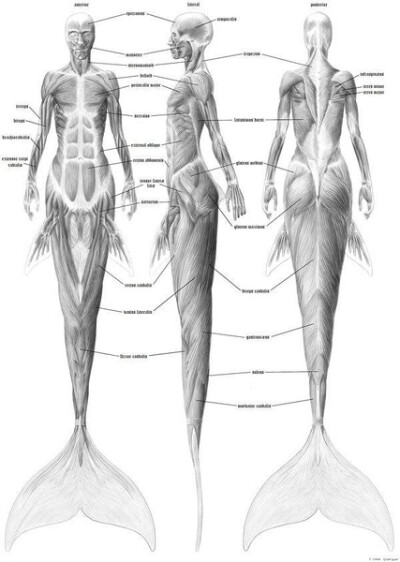 muscular system of a mermaid.