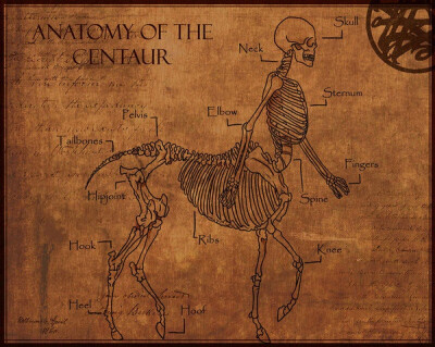 Anatomy of a centaur. Double lungs and the presumably also double stomach gives .