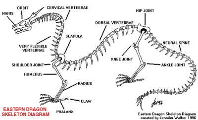 The skeleton of an Eastern dragon: four toed dragon.