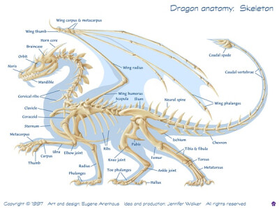 This is the skeleton and musculature of the Western dragon, widespread in Europe and in the Middle East