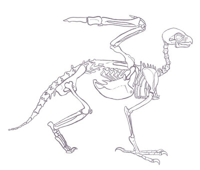 Griffin anatomy