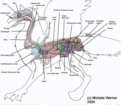 Griffin anatomy