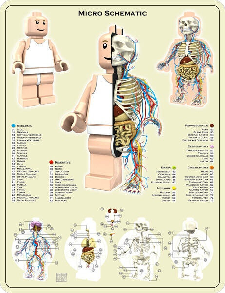 Jason Freeny's anatomy of Lego