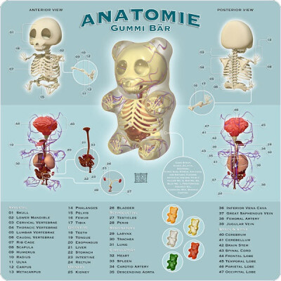 Jason Freeny's anatomy of Gummi Baer