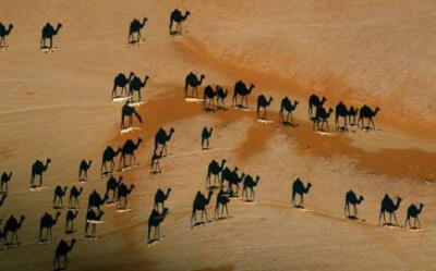 此图要认真看，摄影师是从天上90度向下拍这张照片的，白点才是骆驼，黑色的是骆驼影子。此图曾一度被认为是2005国家地理杂志最美图之一。
