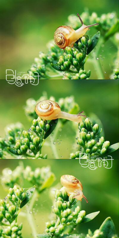 俄罗斯摄影师Denis Buchkov的一组作品，名为《Little Story》，以蜗牛为主角，很小清新啊！