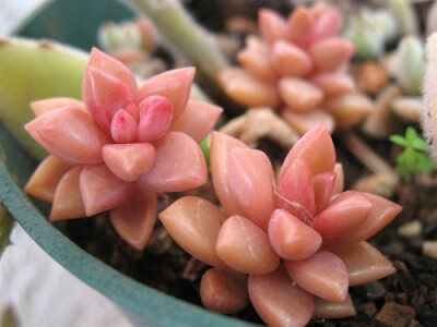 滋润 景天科风车草属 Graptosedum 'Bronze