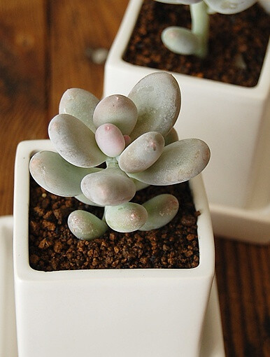 【桃美人】Pachyphytum cv. MOMOBIJIN