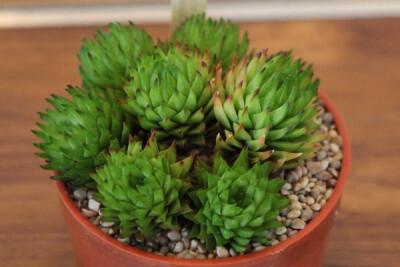 独尾草科瓦苇属 【歌别夫人】Haworthia pulchella var. globifera