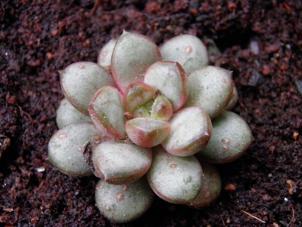 景天科风车草与拟石莲花杂交属【红葡萄】Graptoveria 'AMETRUM'