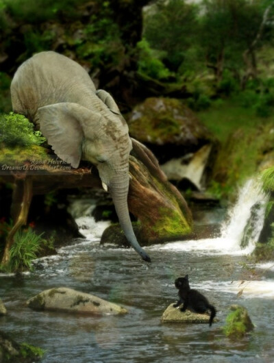 大象被认为是最无私的动物之一。他们似乎总是出去自己的方式去帮助别人。这太酷了！