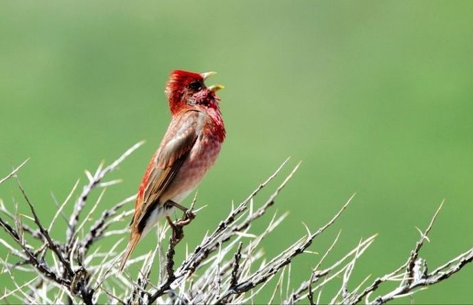 荆棘鸟 - 高清图片,堆糖,美图壁纸兴趣社区