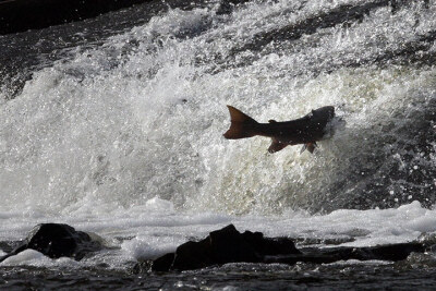 苏格兰的塞尔扣克，大马哈鱼在埃特里克河中跳起，它们每年洄游时都会这样。 图片来源：David Cheskin/英国联合通讯社