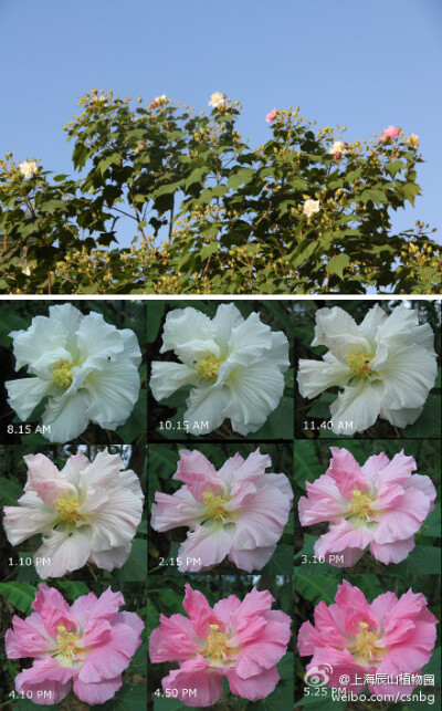 诗意的秋天，怎么少得了百变的芙蓉姐姐~~~~木芙蓉（Hibiscus mutabilis ）一天内花色逐渐由白色变为粉红，最后在傍晚时变为深红，千娇百媚~