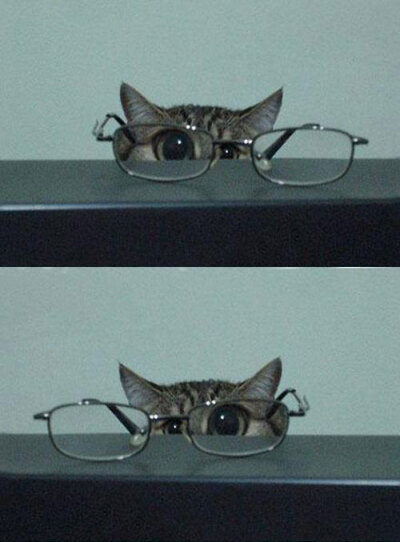 可爱猫咪照眼镜