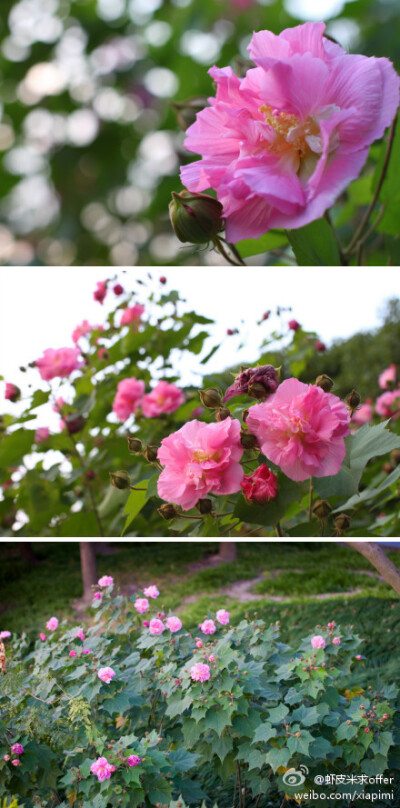 木芙蓉，10月就属它最绚烂，“千林扫作一番黄，只有芙蓉独自芳“，宜种于水岸，故有“照水芙蓉”之说。有些时候木芙蓉的花早晨开放时为白色或浅红色，中午至下午开放时为深红色。所以又说“三醉芙蓉”。摄于新行政楼…