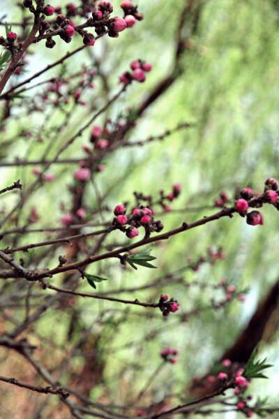 闲绕花枝便成游