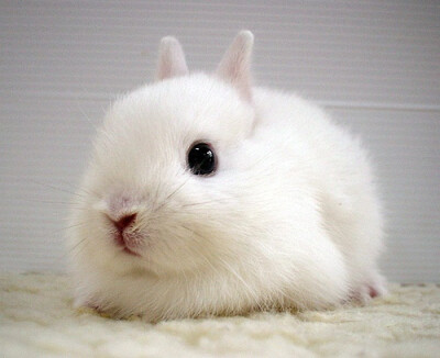 小兔子你太萌了好吗！