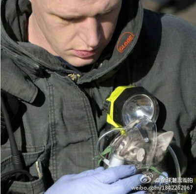 一只火灾现场救出的猫咪，消防员正给它吸氧气，太有爱了。