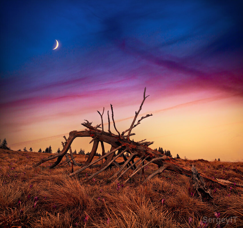 Photograph Dry tree trunk as abstract animal skeleton by Sergiy Trofimov on 500px