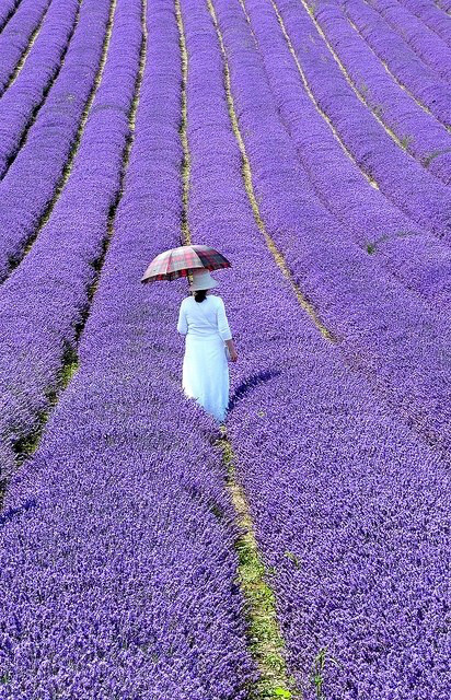 欣赏花海