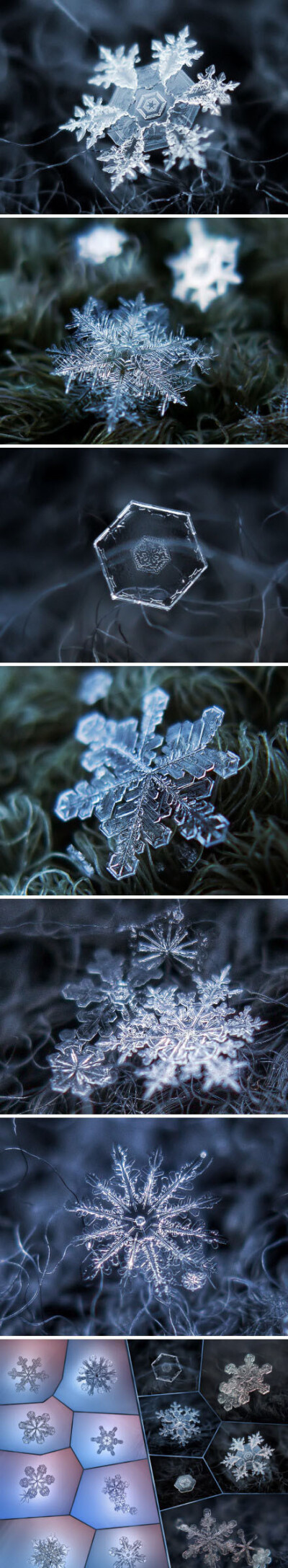 如果，你能读懂一朵雪花的内心。