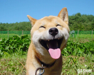 happy-dog.jpg