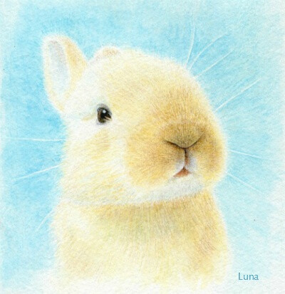 软鼻子兔兔