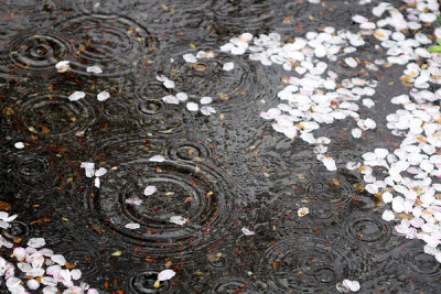 落花随流水