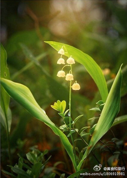 铃兰——转走节节高升~