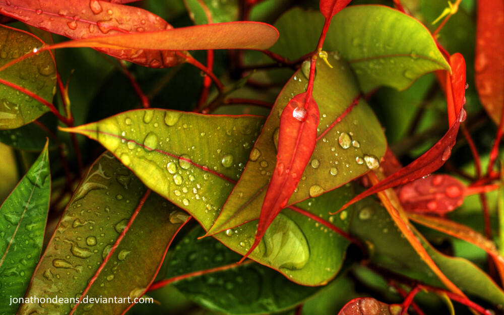 nature leaves / 1440x900 Wallpaper