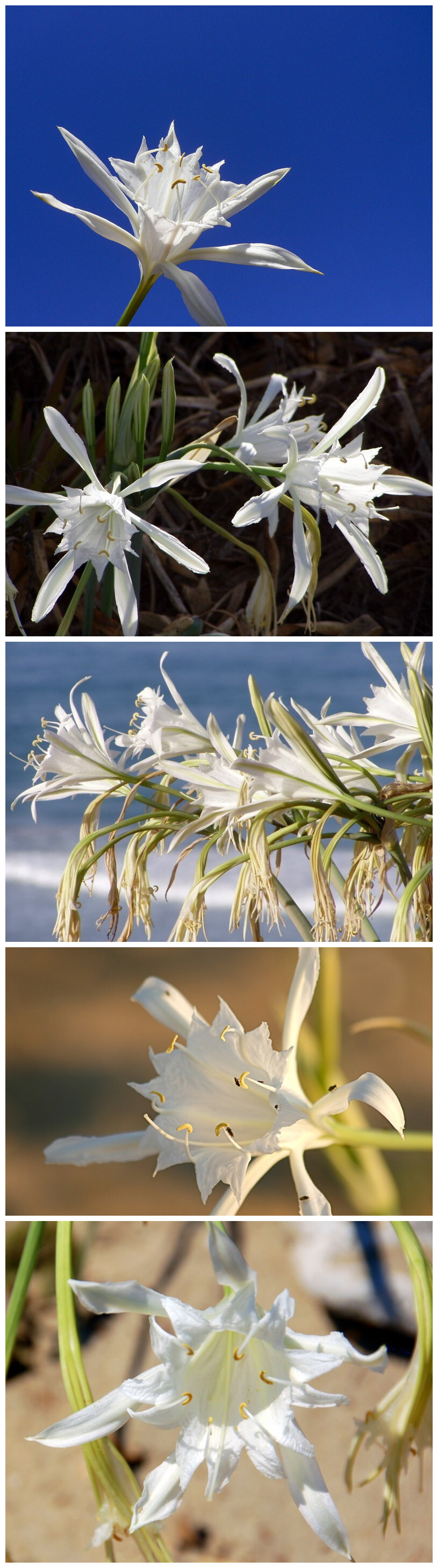 Pancratium maritimum。海水仙