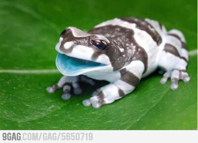 Baby Amazon Milk Frog