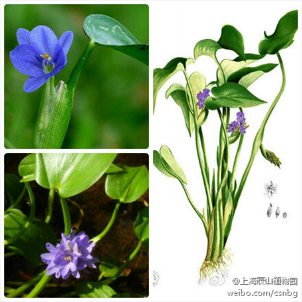 鸭舌草Monochoria vaginalis，雨久花科雨久花属水生草本植物，别名水锦葵，田鸭舌，肥菜。家乡的水田里常有的是，每到夏末秋初便从叶鞘内抽出一支花序来，通常3-5朵，天蓝色，虽小但不失精致。因常生于水稻田里，农民伯伯不得不把它拔出来喂鸡鸭吃……