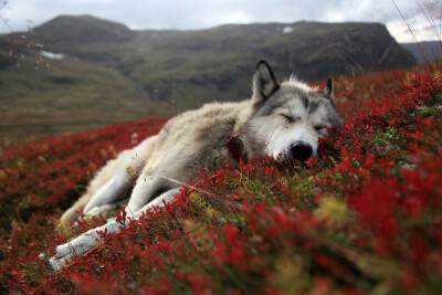 睡在山坡上的狗