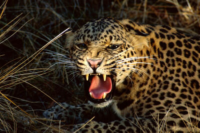 http://www.animalwallpaper.us/wp-content/uploads/2011/01/Leopard-angry-wallpaper.jpg