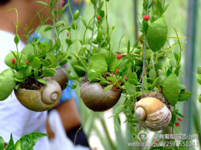 [家庭养花叶黄怎么办]1浇水多使土壤积水久湿，嫩叶暗黄无光泽，新梢萎缩2肥多，老叶枝尖变黄脱落，新叶凹凸不舒展，撒上小白菜或萝卜种子，出苗几天后再拔掉；3旱黄，长期没浇透水，新叶叶色正常，下部叶片渐向上干…