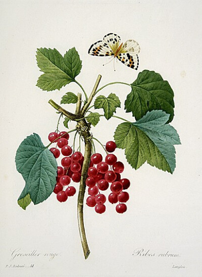 Ribes ，即 茶藨子属 的植物,英文统称为currant。说茶藨子大家可能不熟悉，但是 茶藨子属的果子统称【醋栗】，其中有一个果实黑色的种叫【黑穗醋栗】，又叫做【黑加仑】(是 blackcurrant 的音译).jpg