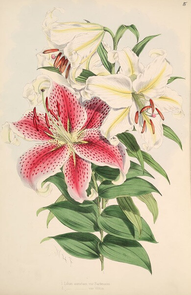 Illustration of Lilium Auratum, var Wittei by W.H. Fitch.jpg