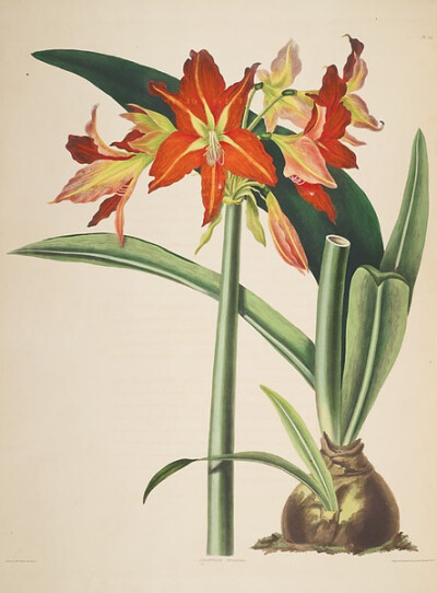 Illustration of Amaryllis Fulgida.