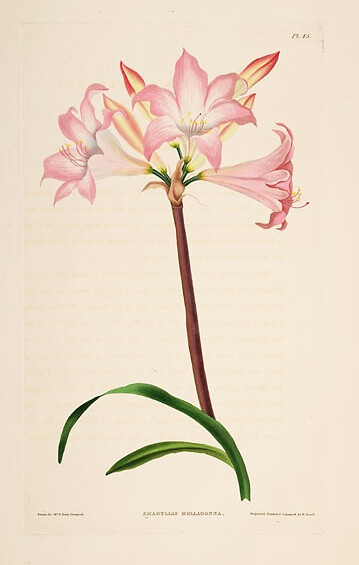 Illustration of Amaryllis Belladonna.