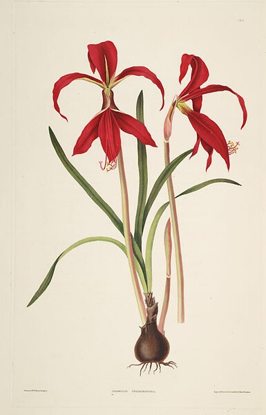 Illustration of Amaryllis Formosissima.