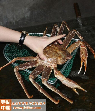 @蟹道乐 的#活的雪蟹# ：雪蟹：学名(科学命名)：Chinopecetes opilio, Chinoecetes bairdi。俗名：雪蟹，皮匠蟹(美国)，皇后蟹(加拿大和欧洲) 个体大小：灰眼雪蟹700—1100克；红眼雪蟹1400 —2500克。主要产地：美…