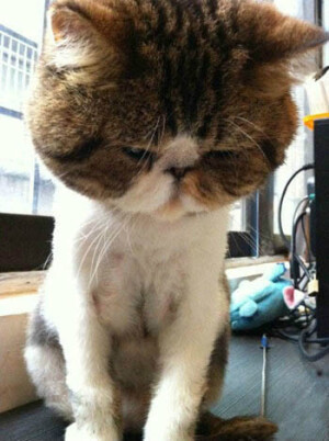 没剪毛之前别人喊我胖纸，剪毛之后别人喊我大头，整个猫生都灰暗了……